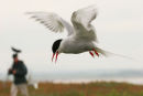 06-5876 Arctic Tern (Sterna paradisaea) with Birdwatcher in Background, Farne Islands, Northumberland, UK